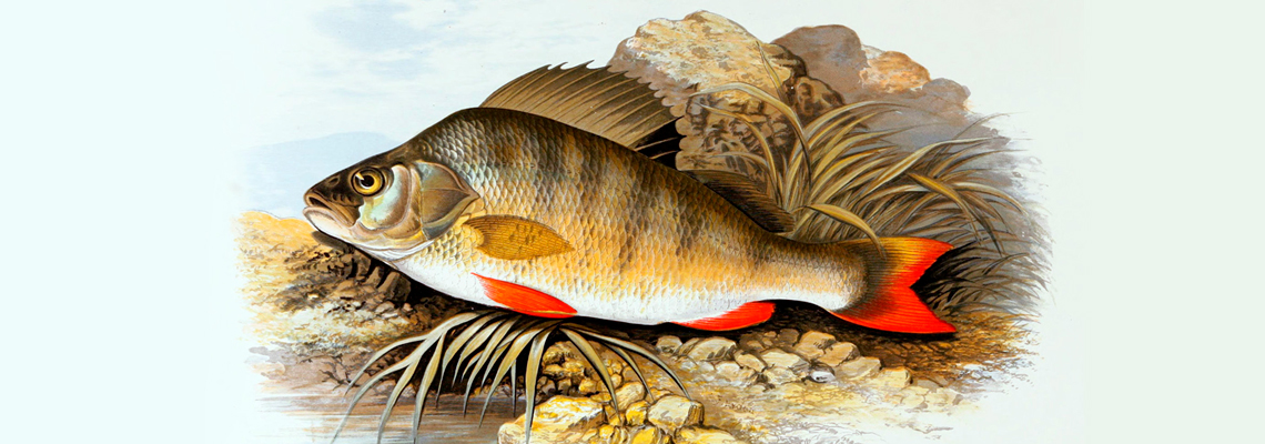 Flying Perch